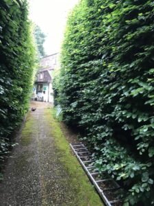 Hedge Trimming