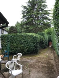 Hedge Trimming