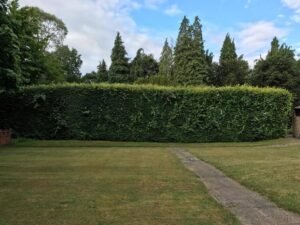 Hedge Trimming