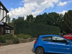 Hedge Trimming
