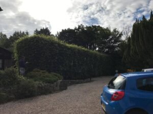 Hedge Trimming
