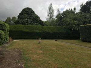 Hedge Trimming