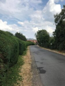 Hedge Trimming